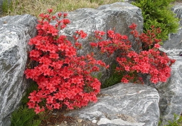 교화:영산홍