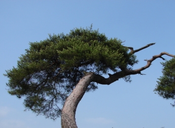 교목:소나무